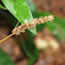 Carex vulpinoides